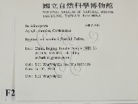 冇骨消絲齒菌藏品圖，第2張