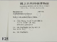 冇骨消絲齒菌藏品圖，第2張