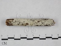 冇骨消絲齒菌藏品圖，第1張