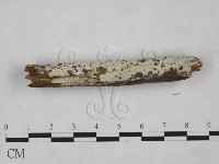 冇骨消絲齒菌藏品圖，第4張