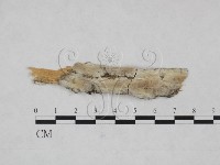 登錄號:F0025285藏品圖，第1張