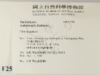 刺皮菌屬藏品圖，第2張