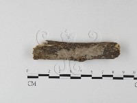 刺皮菌屬藏品圖，第1張