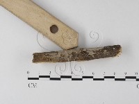 刺皮菌屬藏品圖，第3張