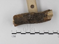 刺皮菌屬藏品圖，第3張