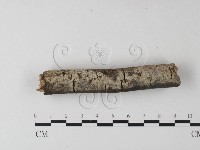 登錄號:F0025290藏品圖，第1張