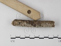 登錄號:F0025290藏品圖，第3張