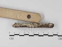 絲皮菌屬藏品圖，第3張