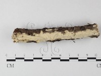 革墊菌屬藏品圖，第1張