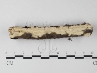 革墊菌屬藏品圖，第3張