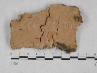 絲齒菌屬藏品圖，第1張