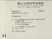 絲皮菌屬藏品圖，第2張