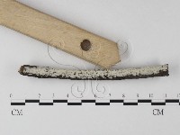 絲皮菌屬藏品圖，第1張