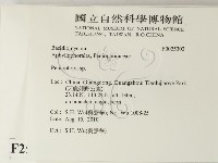 筍殼菌屬藏品圖，第2張