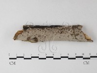 筍殼菌屬藏品圖，第1張