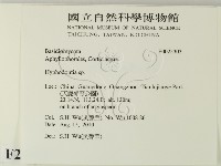 絲齒菌屬藏品圖，第2張