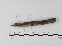 絲齒菌屬藏品圖，第3張