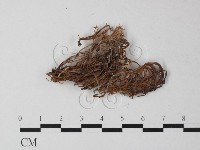 登錄號:F0025305藏品圖，第1張