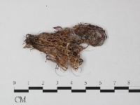 登錄號:F0025305藏品圖，第3張