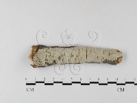 剛毛絲皮菌藏品圖，第1張