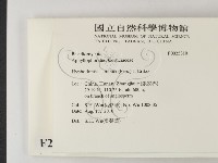 冇骨消絲齒菌藏品圖，第2張