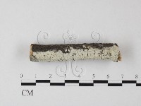 冇骨消絲齒菌藏品圖，第1張