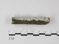 冇骨消絲齒菌藏品圖，第3張