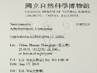 冇骨消絲齒菌藏品圖，第2張