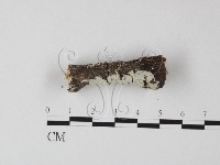 冇骨消絲齒菌藏品圖，第3張