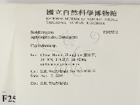 絲齒菌屬藏品圖，第2張