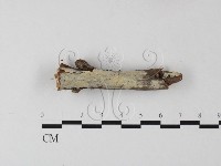 絲齒菌屬藏品圖，第3張