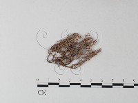 登錄號:F0025313藏品圖，第3張