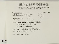 絲皮菌屬藏品圖，第2張
