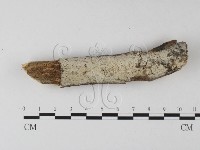 絲皮菌屬藏品圖，第1張