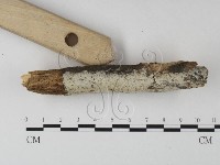 絲皮菌屬藏品圖，第3張