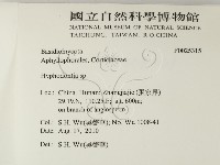 絲齒菌屬藏品圖，第2張