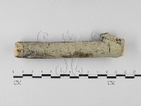 絲齒菌屬藏品圖，第3張