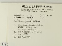 剛毛絲皮菌藏品圖，第2張