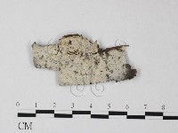 剛毛絲皮菌藏品圖，第1張