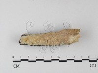 登錄號:F0025318藏品圖，第1張