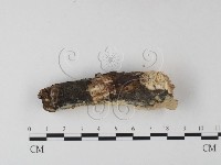 登錄號:F0025318藏品圖，第3張