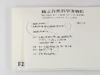 齒耳菌屬藏品圖，第2張