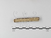 齒耳菌屬藏品圖，第1張