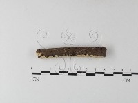 齒耳菌屬藏品圖，第3張