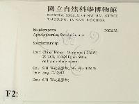 齒耳菌屬藏品圖，第2張