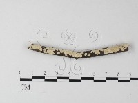 齒耳菌屬藏品圖，第1張