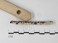 齒耳菌屬藏品圖，第3張