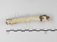 登錄號:F0025324藏品圖，第1張