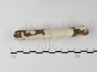 登錄號:F0025324藏品圖，第3張