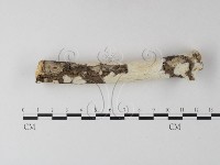 登錄號:F0025324藏品圖，第4張